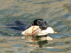 Serene Lake Serene Lake